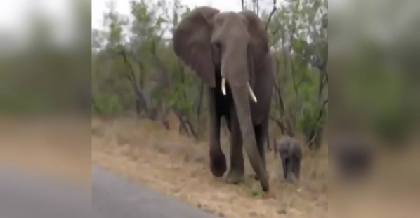 हाथी का वायरल वीडियो
