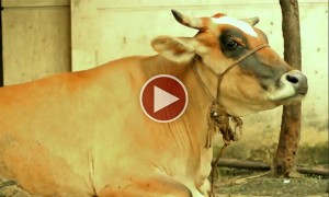 इसे कहते हैं चालाकी के साथ पुण्य कमाना 