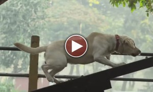 कुत्ते तो आपने बहुत देखे होंगे पर फ़िरोज़ का कुत्ता अलग  है ''क्यों'' देखें