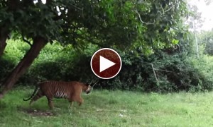 जंगल के राजा का ज़बरदस्त हमला जिसने दहला दिया दिल 