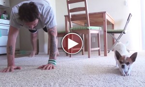 इंसान तो क्या, कुत्ते ने भी सीख लिया बाबा रामदेव से योगा 