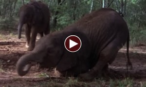 सोचिए क्या होगा जब जानवरों के सर चढ़ कर बोले नशा 