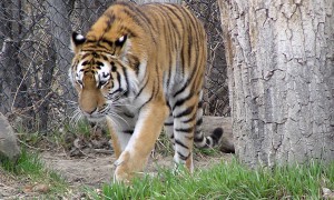 शेर और आदमी का दिल दहला देने वाला वीडियो 