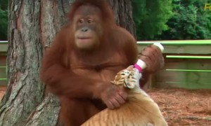 एशियाई वनमानुष कैसे पाल रहा शेरों को