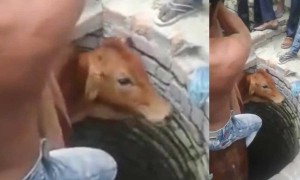 एक मुस्लिम लड़का जो डूबती गाय को बचाने कूद गया कुंए में, देखें विडिओ 
