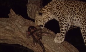 चीते ने मारा माँ को पर नवजात बच्चे को देख पिघला दिल, देखें जनवार खाने वाले इस चीते की ममता  