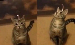 क्या आप इस परेशान बिल्ली की मदद कर सकते हैं ? 