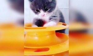 ये बिल्ली के बच्चे आपका दिल जीत लेंगे