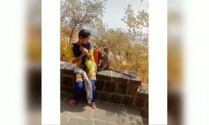 लगता है बंदर को बैग पसंद आ गया इस लड़की का