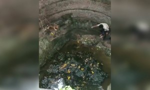 इस लड़के ने एक कुत्ते को कुवें में डूबने से बचाया