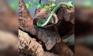 क्या आपने कभी ऐसी छिपकली देखी है?