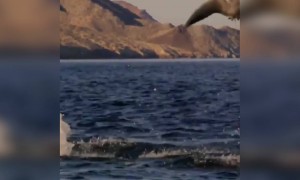 क्या आपने कभी मछली को ऐसे उड़ते हुए देखा है