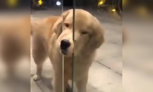 बेचारा दरवाज़ा खोल नहीं पा रहा ये कुत्ता