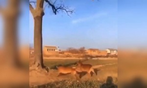 आपने कभी कुत्तों को इतनी लम्बी छलांग लगाते नहीं देखा होगा