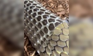 क्या आपने कभी सांप को अपना स्किन छोड़ते हुए देखा है?