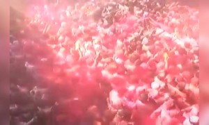 होली खेलने के पहले यह वीडियो ज़रूर देख ले अपने सेफ्टी के लिए