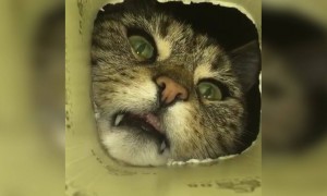 प्यारी बिल्ली का प्यारा वीडियो