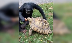 इसे कहते है असली दोस्ती