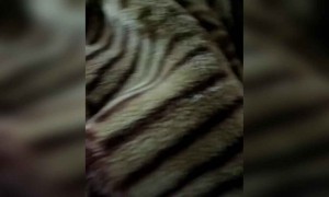 रात में पडोसी भी घबरा जाए के कुत्ता कहाँ से आ गया घर में