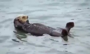 काश हम भी बेफिक्र हो कर रह पाते