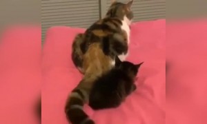 बेचारी छोटी बिल्ली का क्या गलती था