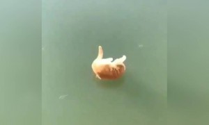 मछली पानी में जम गयी और बिल्ली को ये समझ नहीं रहा