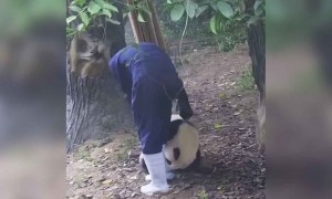 इस पांडा जैसा क्यूट कुछ और नहीं