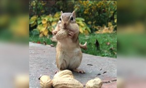 कभी गिलहरी को बादाम खाते देखा था इससे पहले?