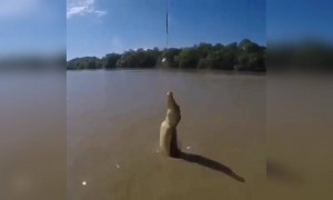 कभी मगरमछ को इतना ऊपर कुदते देखा है आपने?