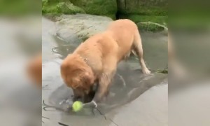 अभी देखिये ये बेहद क्यूट वीडियो