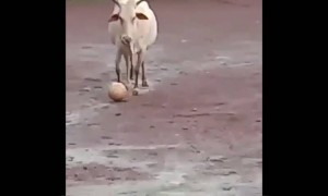 दिल थाम के बैठिये और देखिये फुटबॉलर गाय