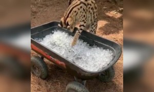 बिल्ली को बर्फ के साथ खेलते हुए देखिये यहाँ