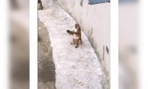 माँ के प्यार जैसा और कुछ नहीं