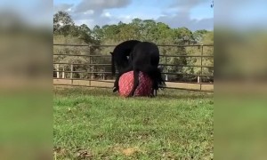 इस घोड़े को इस बड़े से गेंद के साथ खेलना काफी पसंद है