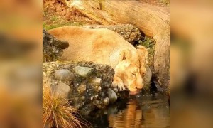 शेरनी को लगता है काफी प्यास लगी थी