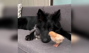 ये प्यारा सा वीडियो देखने के बाद आपका दिन बन जायेगा