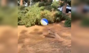 देखिये कैसे ये कुत्ते अपने आप ही बॉल से खेल रहा है