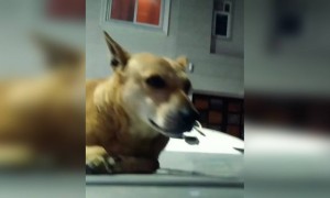 लॉक डाउन में अपने आस पड़ोस के जानवरों को कुछ खाने के लिए ज़रूर दे