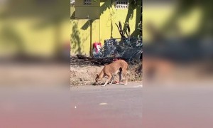 भूखे कुत्तों की बिस्किट या खाना ज़रूर खिलाये