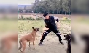 इस कुत्ते का कतरब देख आप हैरान रह जाओगे