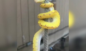 क्या आप कभी सांप को रस्सी पर चढ़ते देखा है? यहाँ देखिये!