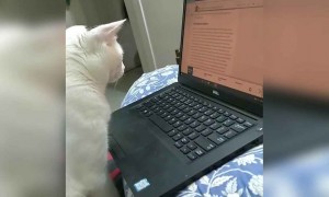 लगता है इस बिल्ली को भी वर्क फ्रॉम होम मिला हुआ है