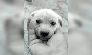 कितना प्यारा सा पपी है ये