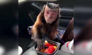 लगता है बहुत ही भूख लगी थी इस बन्दर को