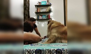 देखिये ये प्यारा सा वीडियो कैसे घर में भी मजे कर रहे ये