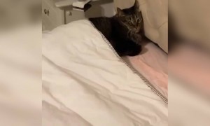 इस बिल्ली को बहुत नींद आ रही है