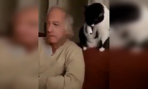 ये बिल्ली तो बहुत ही शातिर है