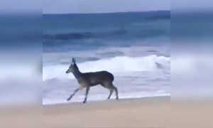 लोगों के बाहर ना निकलने के वजह से हिरन बहार घूमने लगे खुल कर