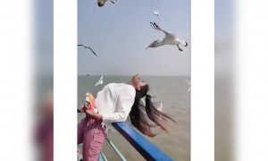 देखिये कैसे इस लड़की के मुँह से पक्षी ने चिप्स लिया