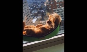 शेर से कम थोड़ी है यह बिल्ली